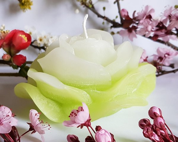 Rosenkerze frühlingsgrün/weiß (11cm)